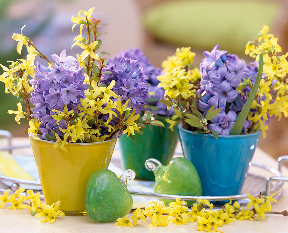 Hyacinthus / blaue Hyazinthen, Forsythia / Goldglöckchen, Myrtus