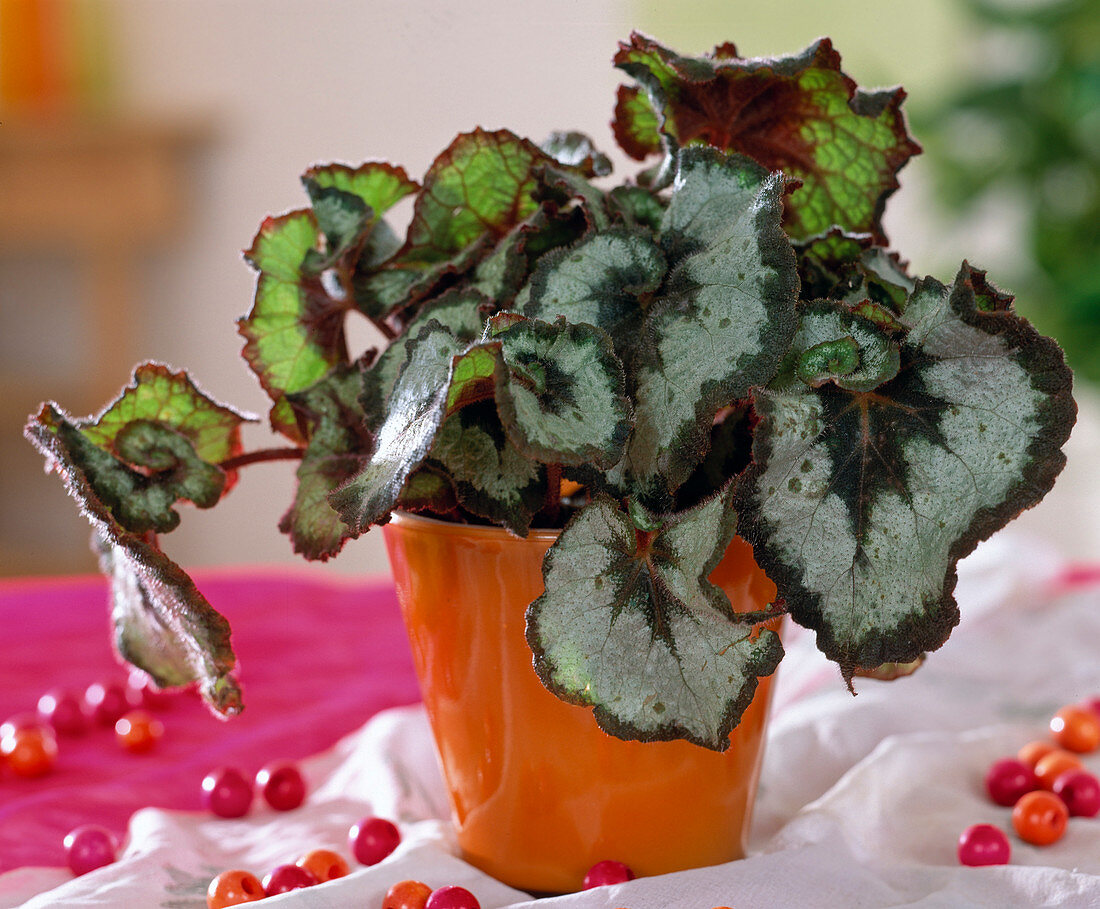 Begonia 'Escargot' (snail begonia)