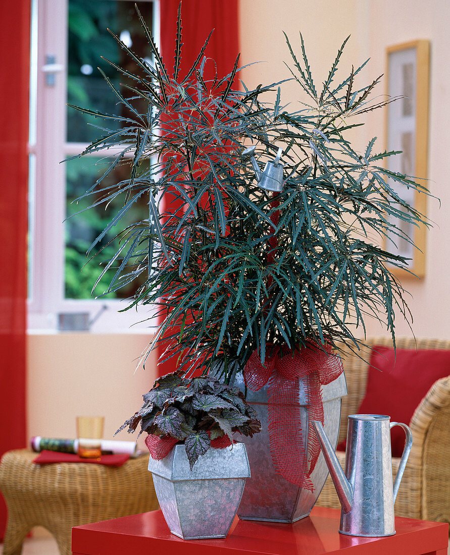 Dizygotheca elegantissima (pinnate aralia), Begonia 'Kiwi'