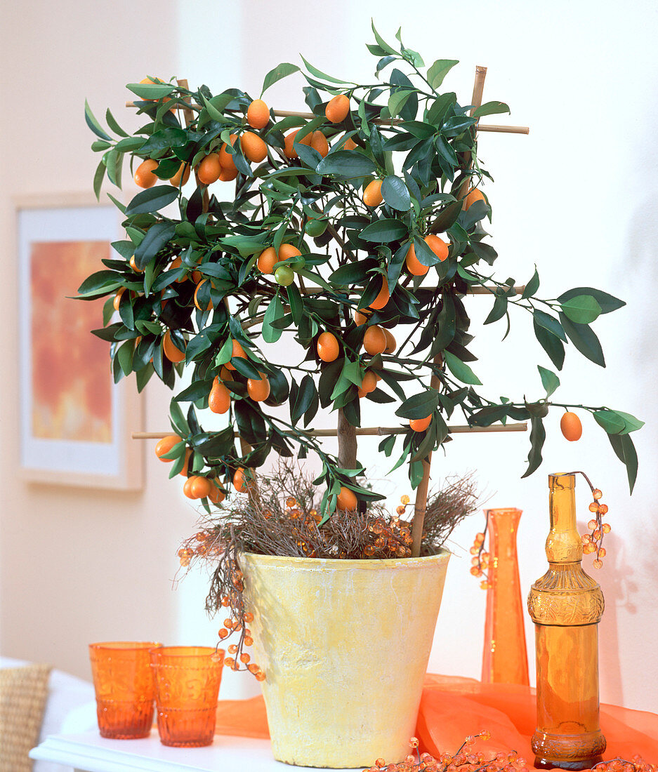 Fortunella japonica / Kumquat