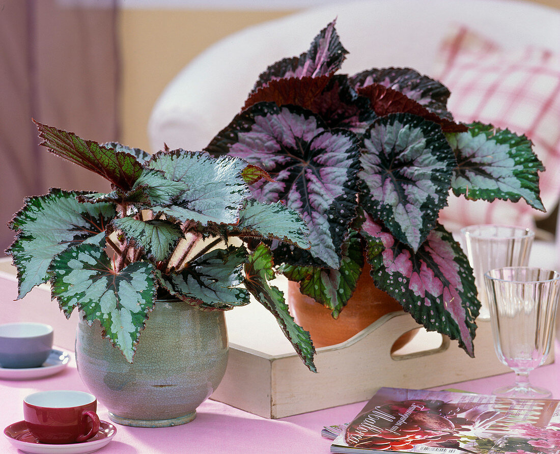 Begonia Rex hybrids 'Happy New Year' and 'Merry Christmas'