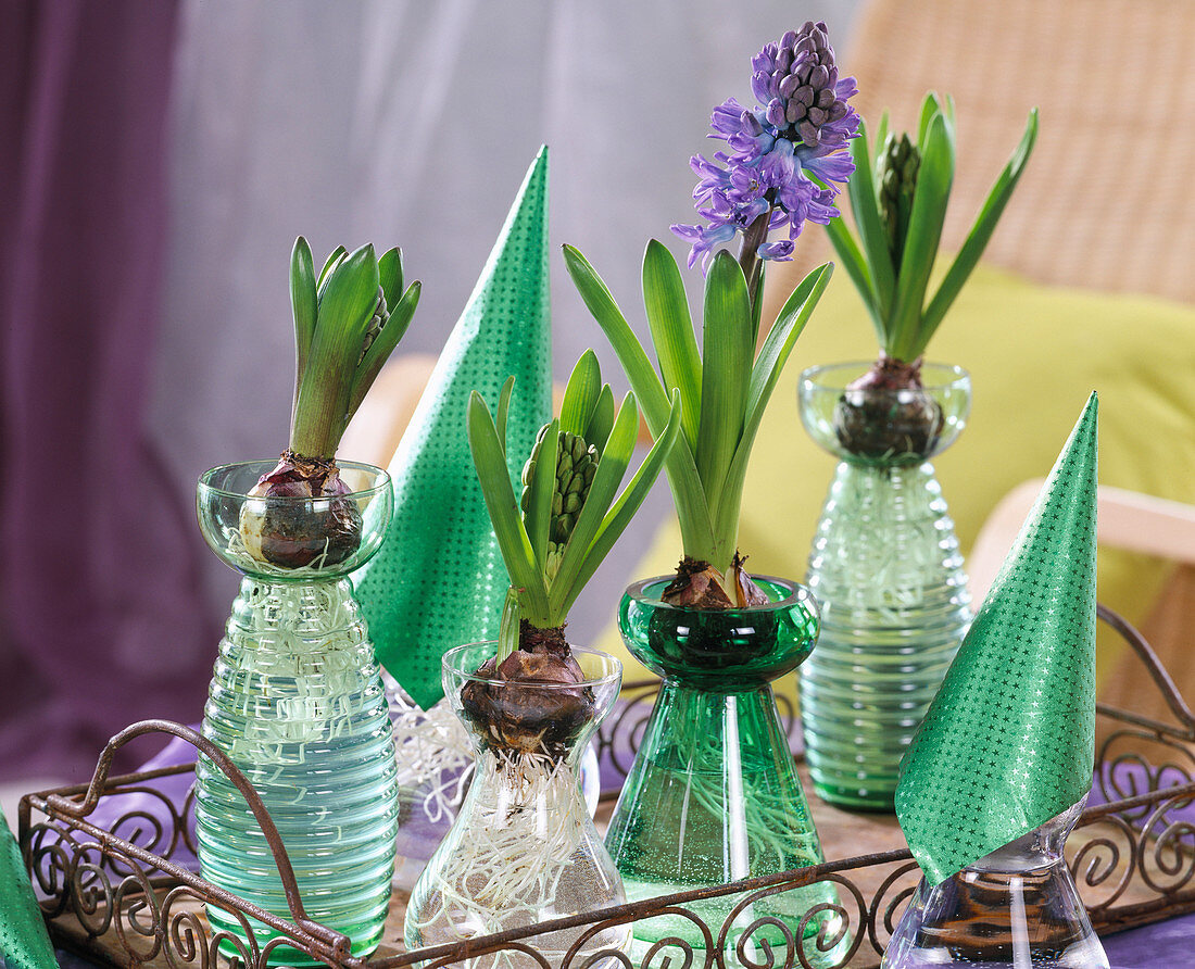 Hyacinthus orientalis (hyacinth) on glasses