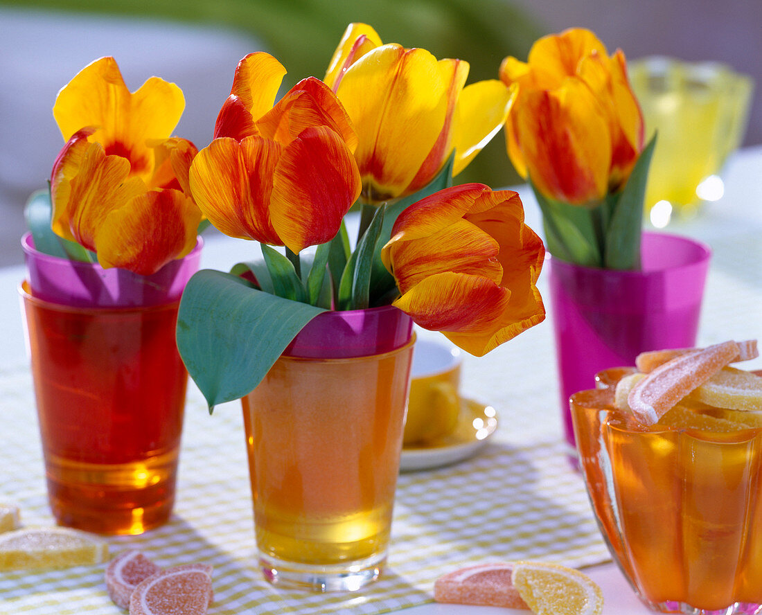 Tulipa 'Flair' (Tulpen in bunten Gläsern, Geleeorangen u.)