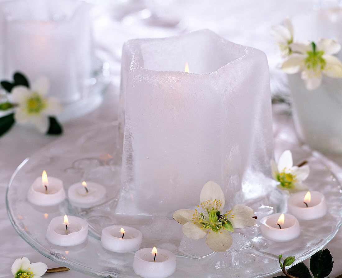 Eisstern als Kerzenhalter auf gläserner Kuchenplatte, Helleborus niger (Christrose)