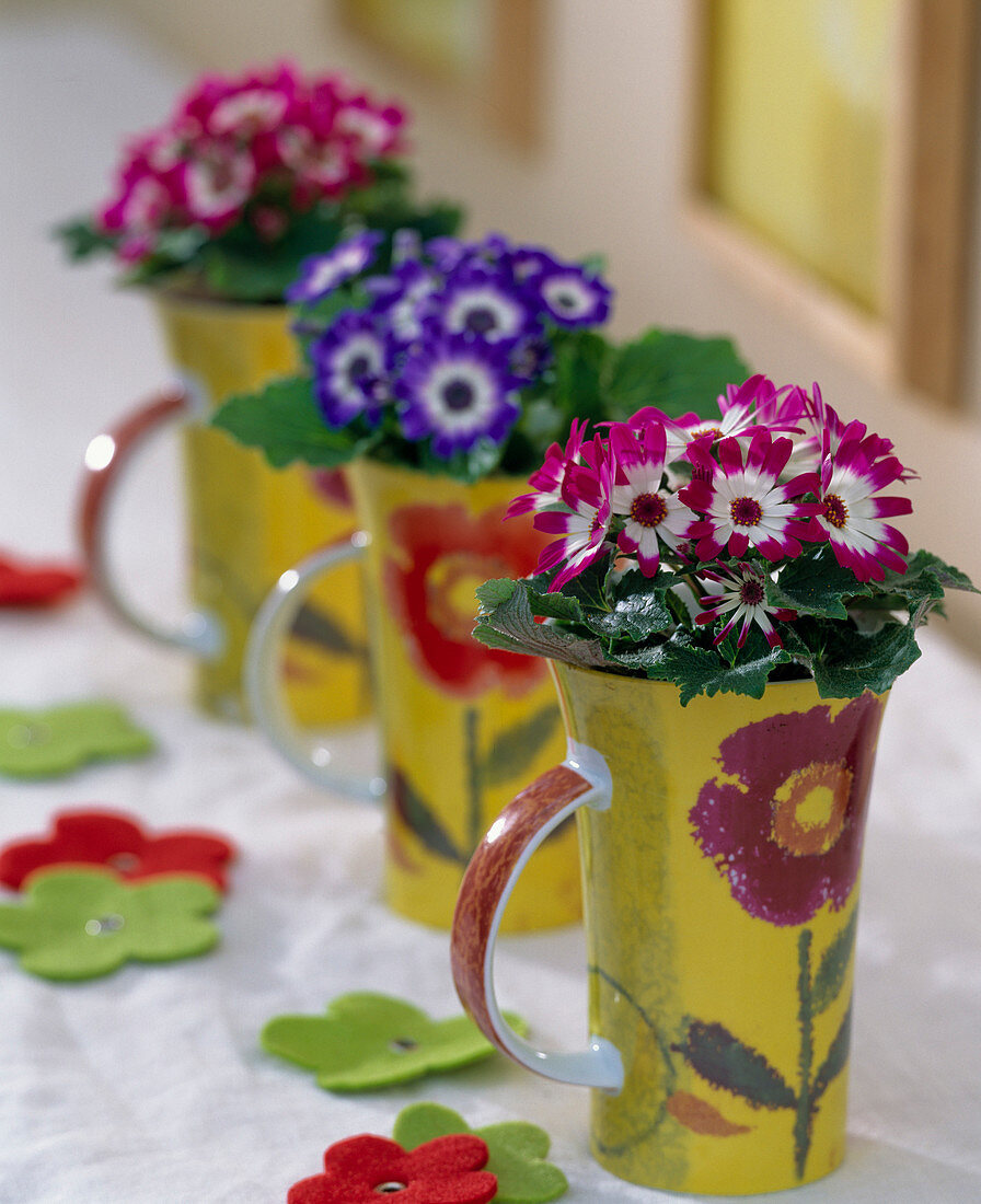 Senecio cruentus (Aschenblume in hohen Tassen mit Blumen)