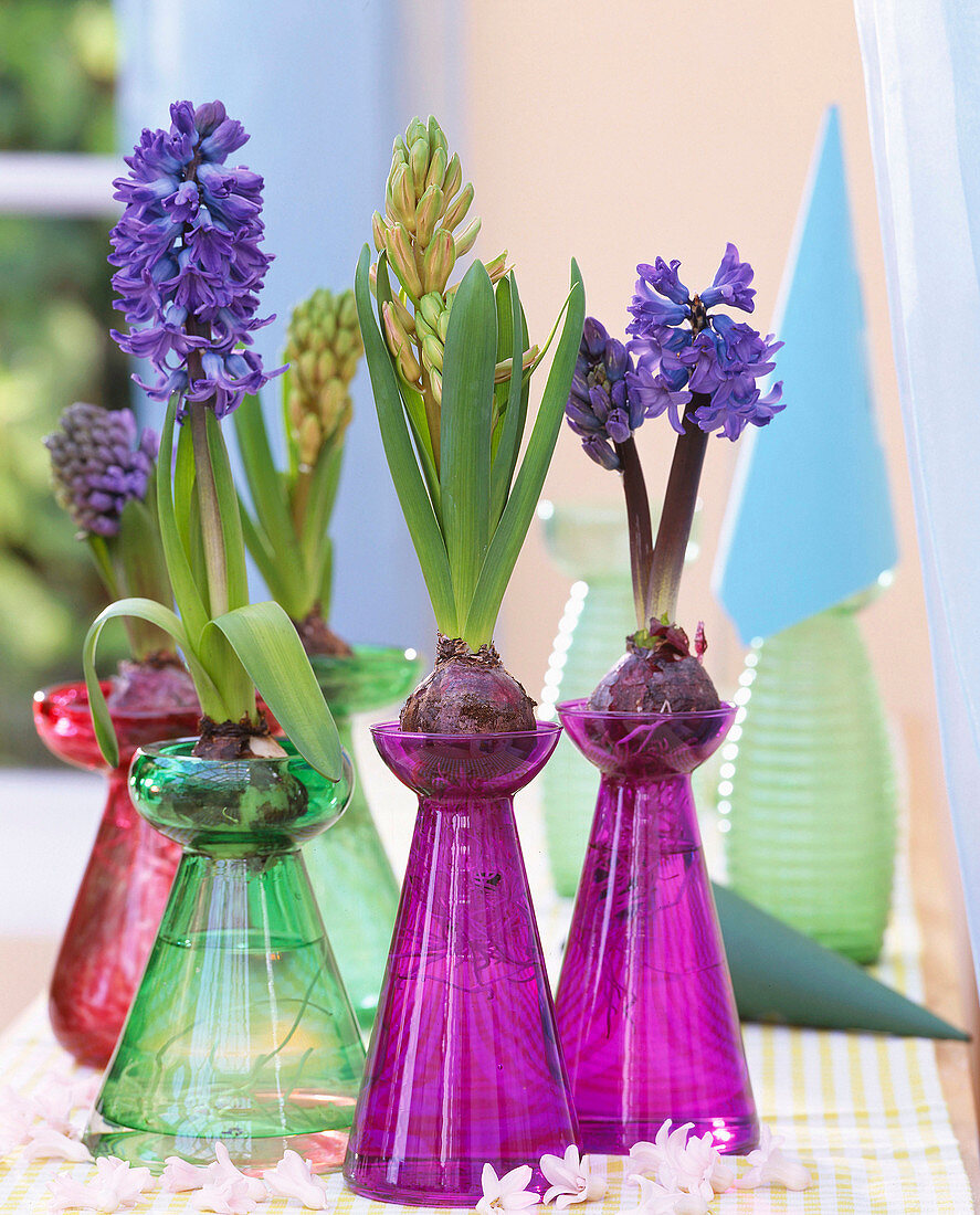 Hyacinthus orientalis / Blaue und rosa Hyazinthen auf Gläsern