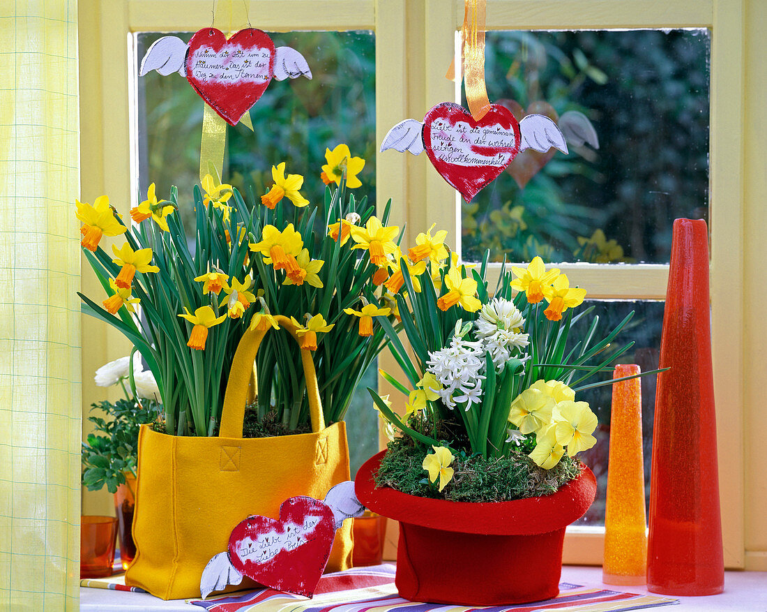 Narcissus 'Jetfire' (Daffodils, Hyacinthus, Hyacinth white)