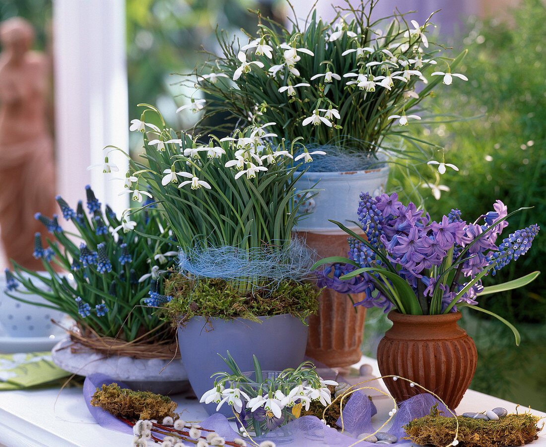 Galanthus nivalis (Snowdrop), Muscari armeniacum