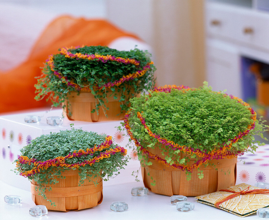 Soleirolia soleirolii (verschiedene Bubiköpfchen) in orangefarbenen Spankörbchen