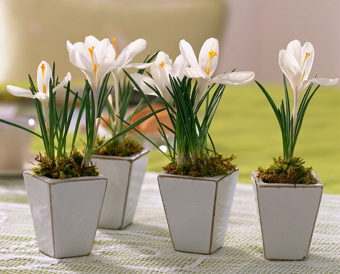 Crocus 'Jeanne D'Arc' in square pots