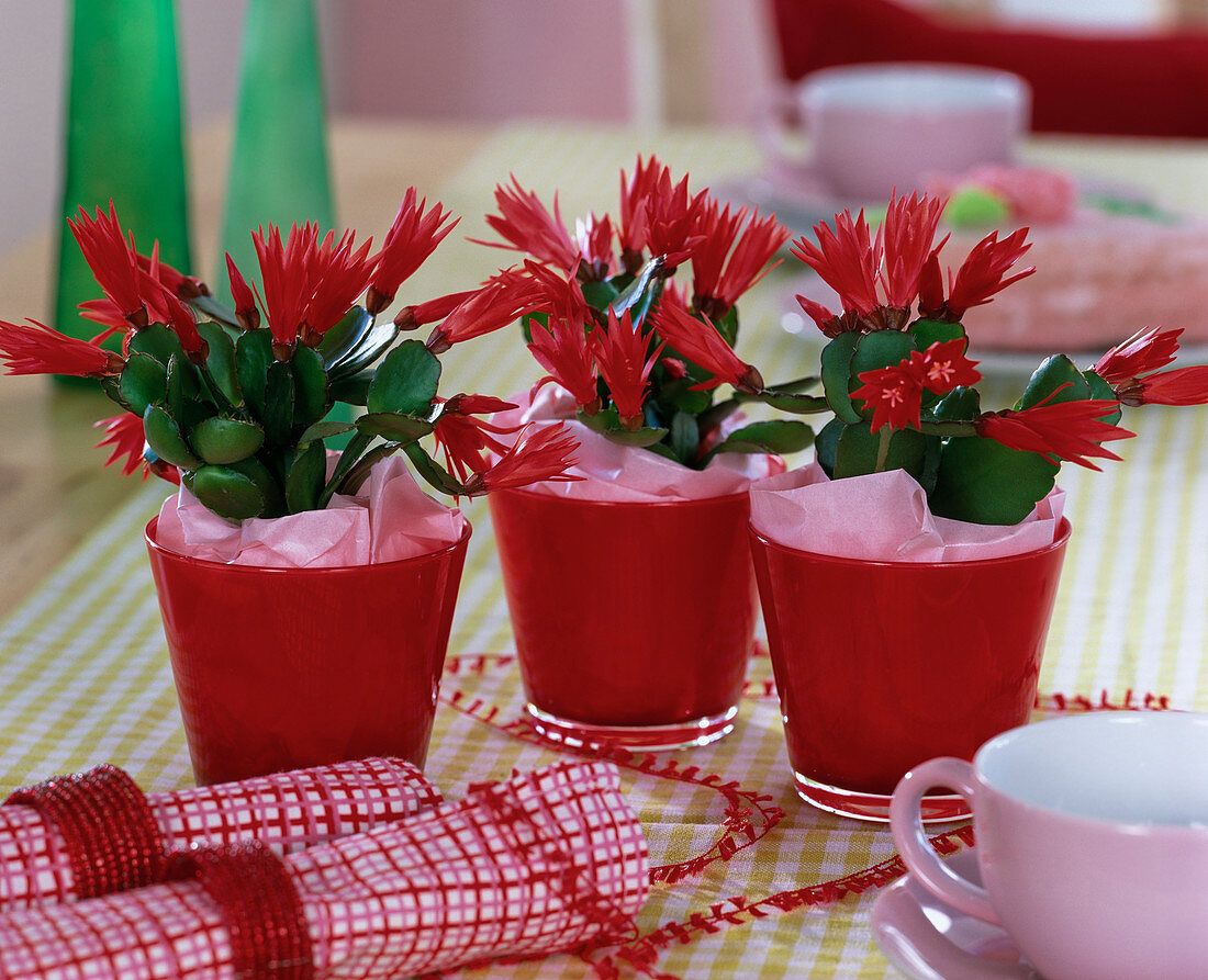 Rhipsalidopsis gärtneri (Easter cactus in red glass pots)