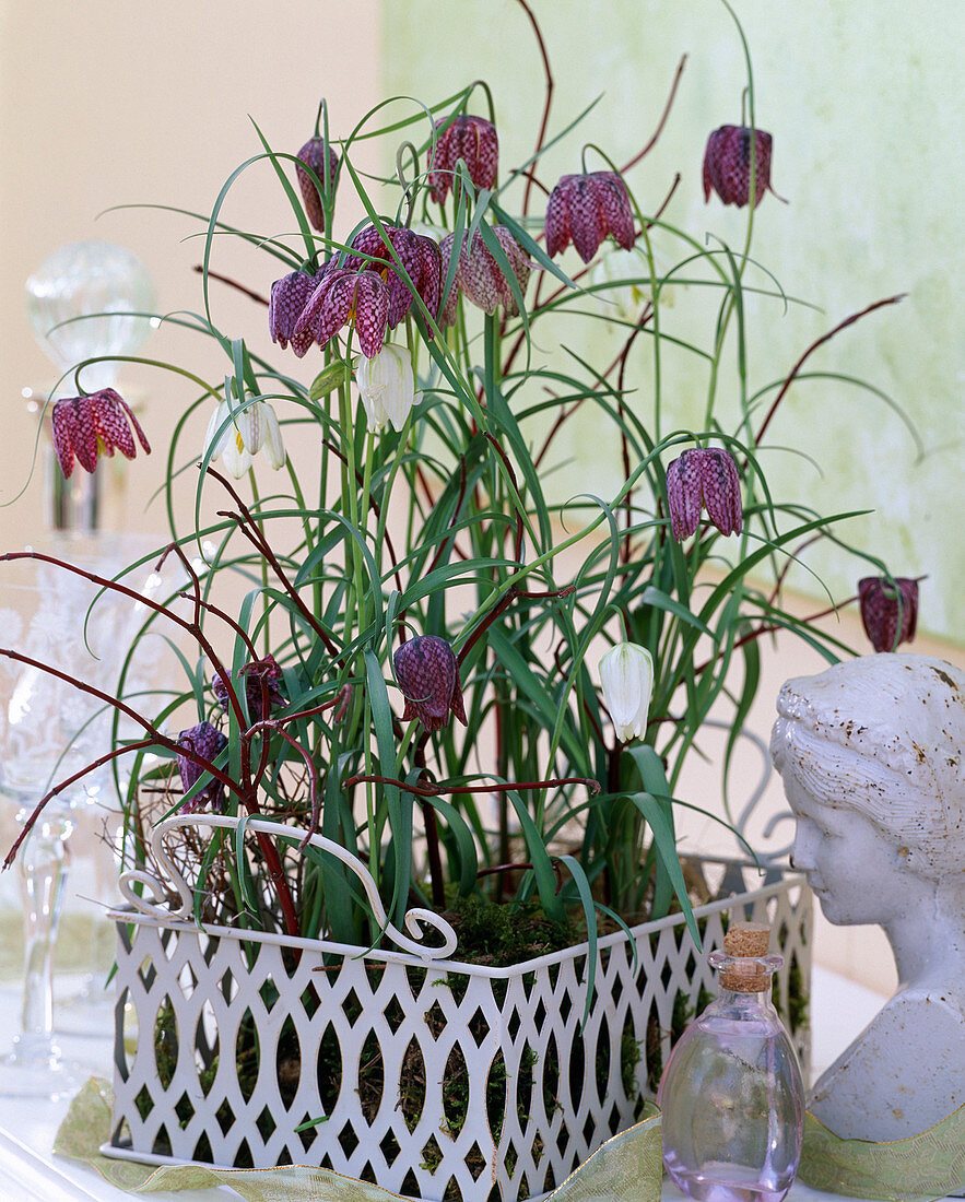 Fritillaria meleagris (checkerboard flower) in a white tin basket