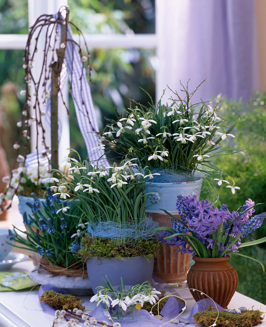 Galanthus nivalis / Schneeglöckchen, Muscari 'Blue Pearl' / Traubenhyazinthen