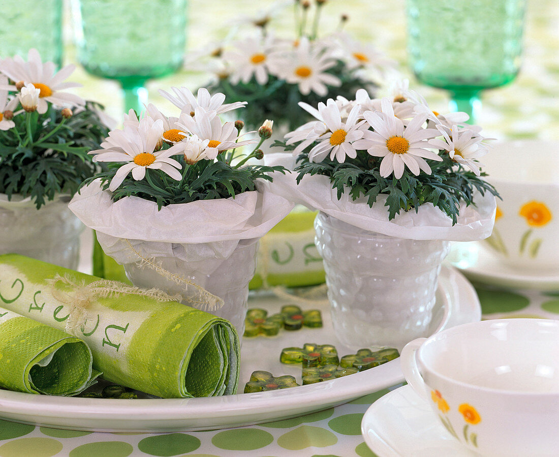Argyranthemum frutescens (Mini daisies) as table decoration
