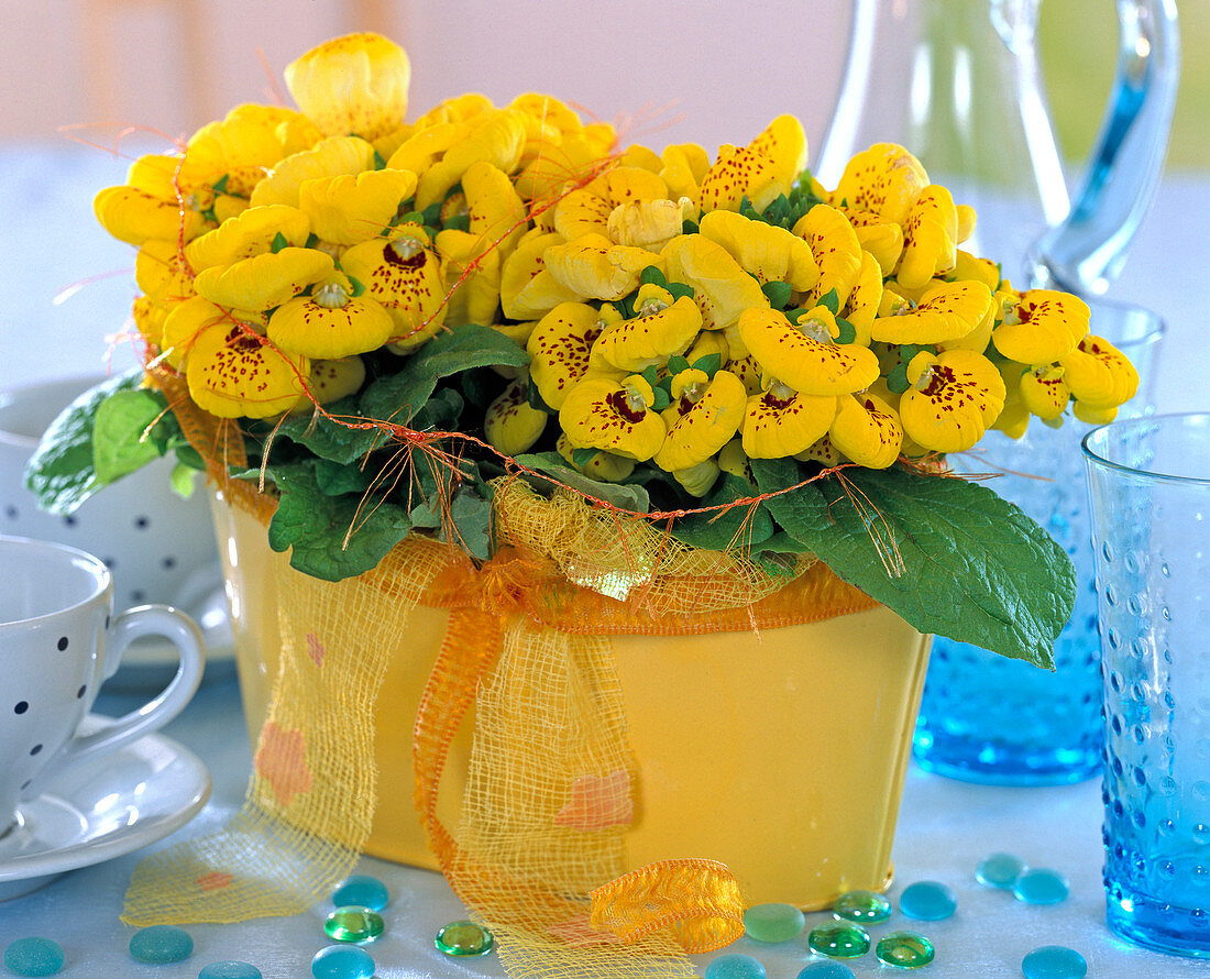 Calceolaria x herbeohybrida / Pantoffelblume in gelber Jardiniere