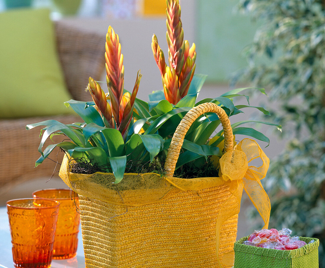 Vriesea 'Leonie' (flaming sword) in yellow raffia bag