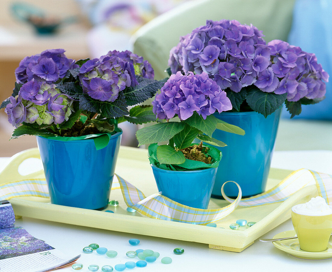 Hydrangea macrophylla (blue hydrangea) in blue glass pots