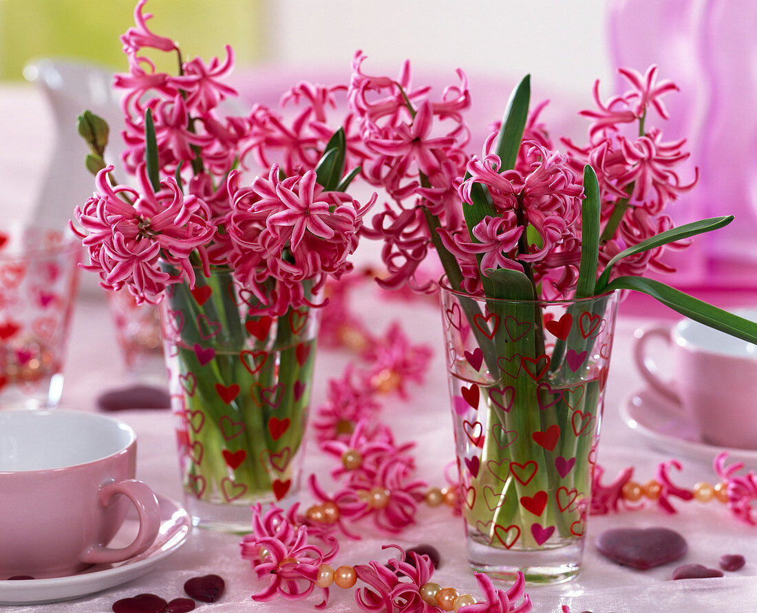 Hyacinthus orientalis (pink hyacinth) in glasses with hearts