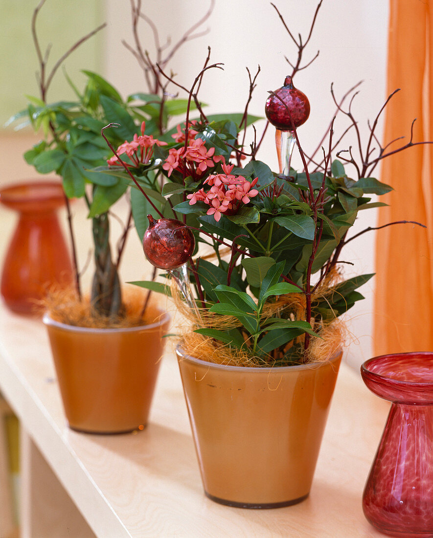 Ixora 'Anita' with cornus (dogwood branches) and decorative balls