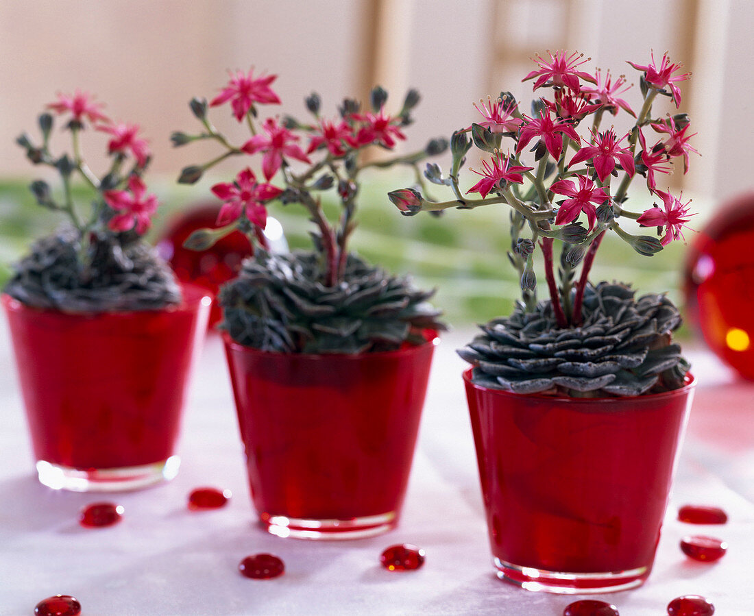 Graptopetalum 'Tacitus Bellum' in red glass pots