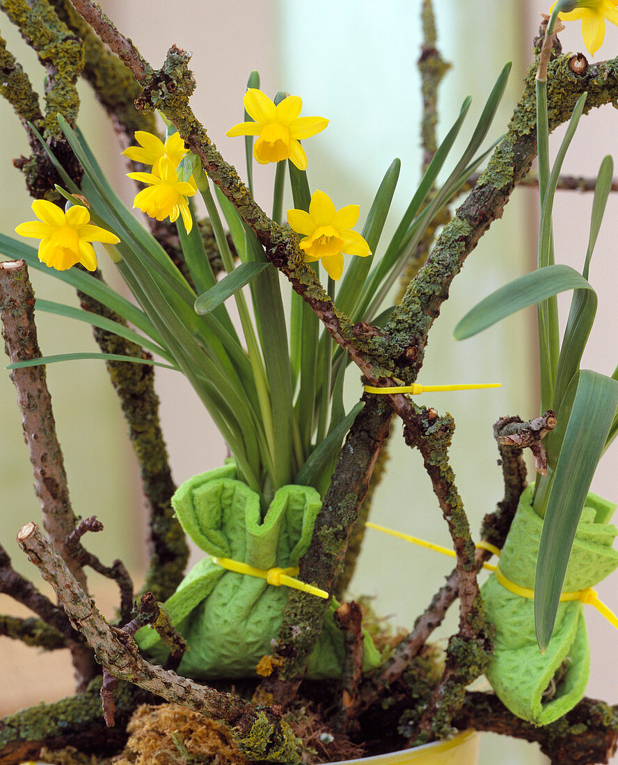 Narcissus (daffodils), roots washed out, in moist