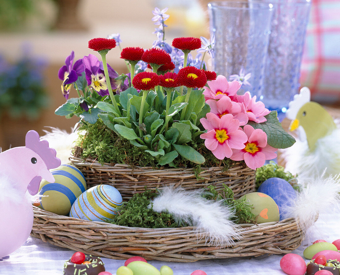 Basket with Bellis, Primula, Viola 'Patiola'