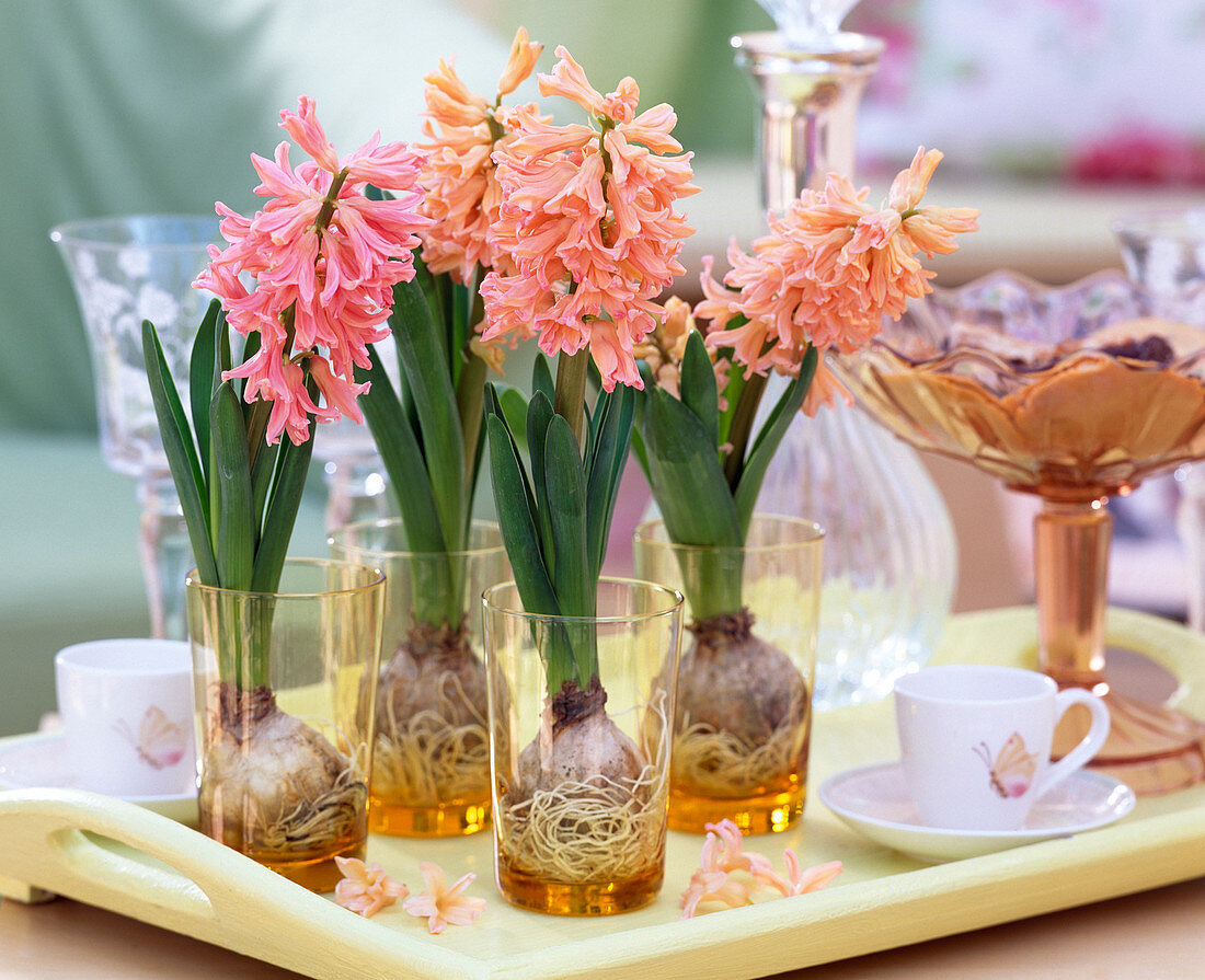 Hyacinthus 'Gipsy Queen' und' Fondant' (Hyazinthen)