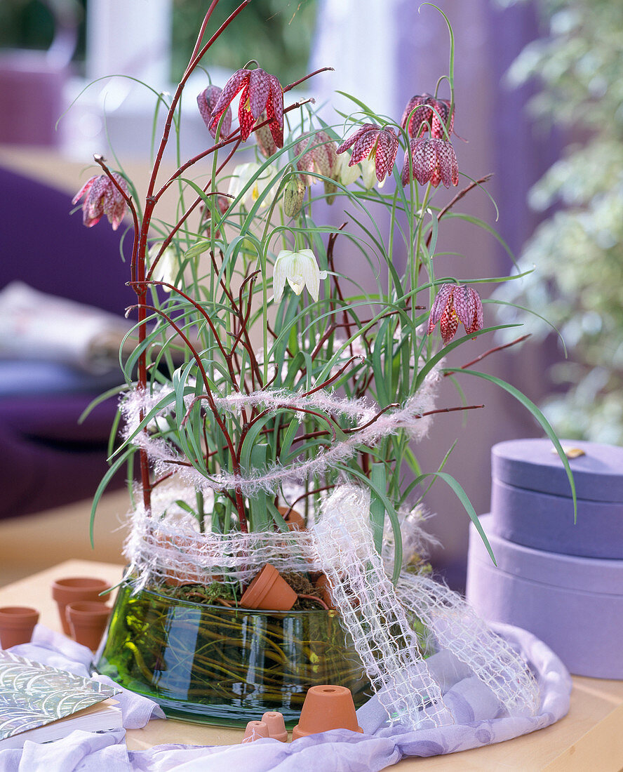 Fritillaria meleagris (Schachbrettblumen), Cornus (Hartriegel)