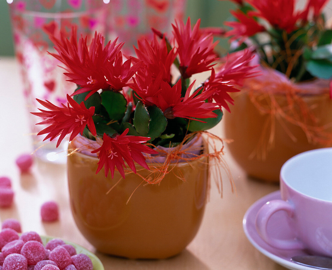 Rhipsalidopsis gaertneri (Easter cactus in orange glass pot)