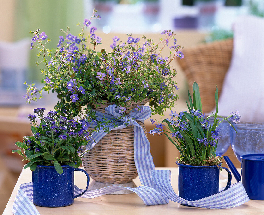 Veronica 'Big Blue', Myosotis 'Myomark' (Forget-me-not)