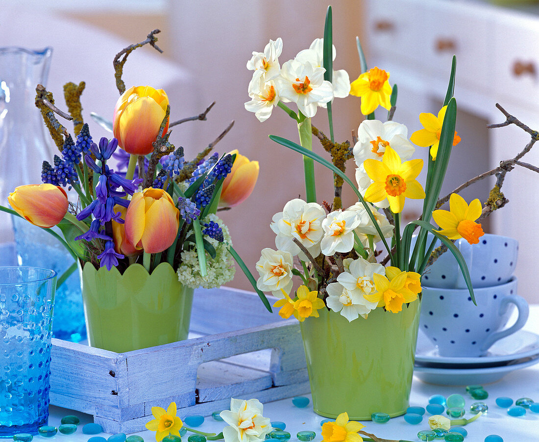 Narcissus 'Bridal Crown', 'Jetfire' and 'Tete A Tete' (Daffodil)