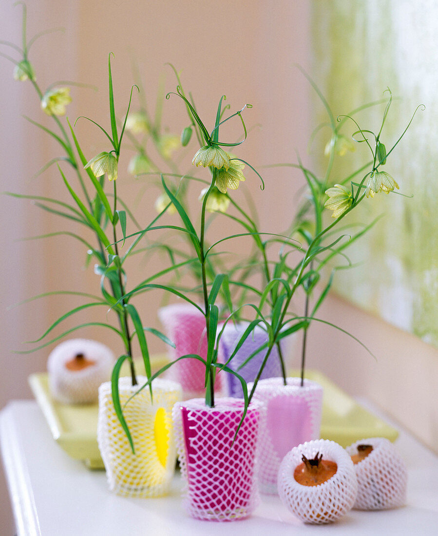 Fritillaria verticillata (Fritillaria in coloured glasses)