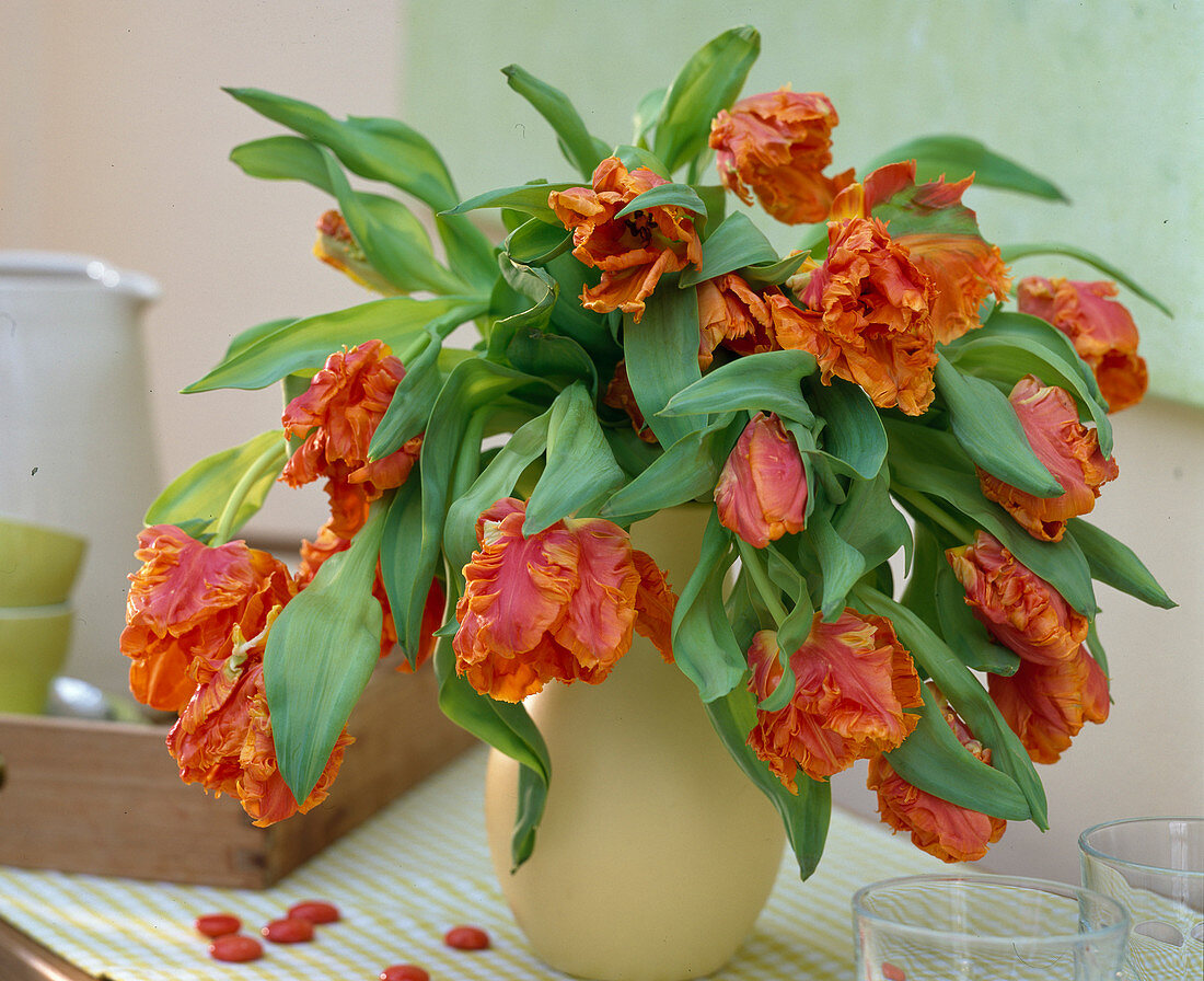 Tulipa 'Parrot' (parrot tulips) in yellow vase