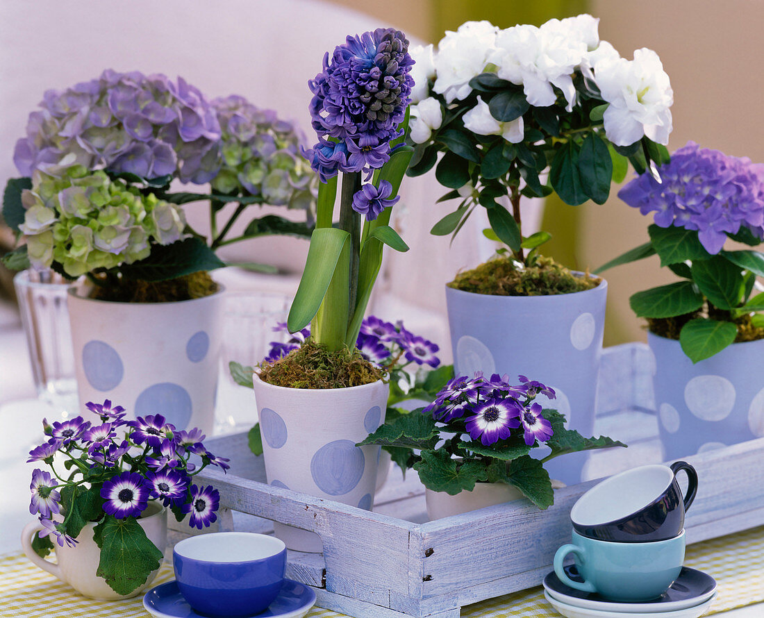 Azalea, also Rhododendron simsii (indoor azalea), Hydrangea (Hortensia)