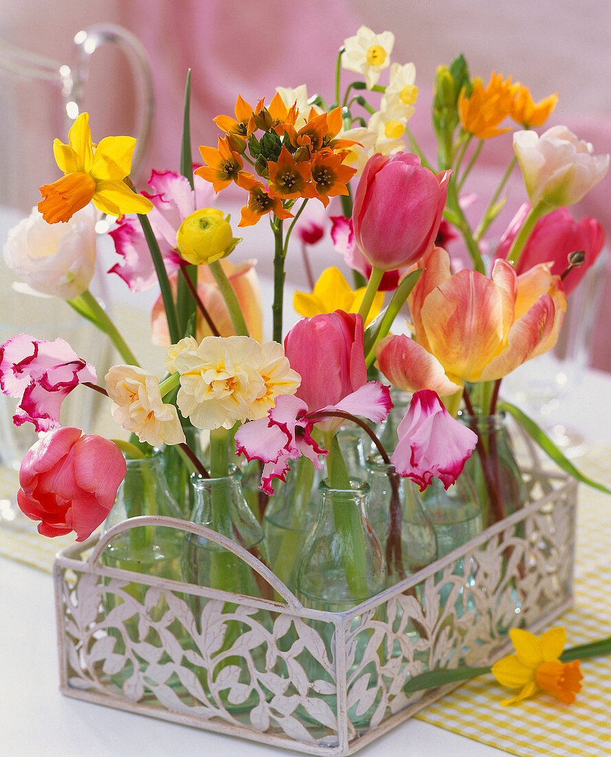 Tulipa (tulip), Narcissus 'Jetfire', 'Ziva' and 'Bridal Crown'