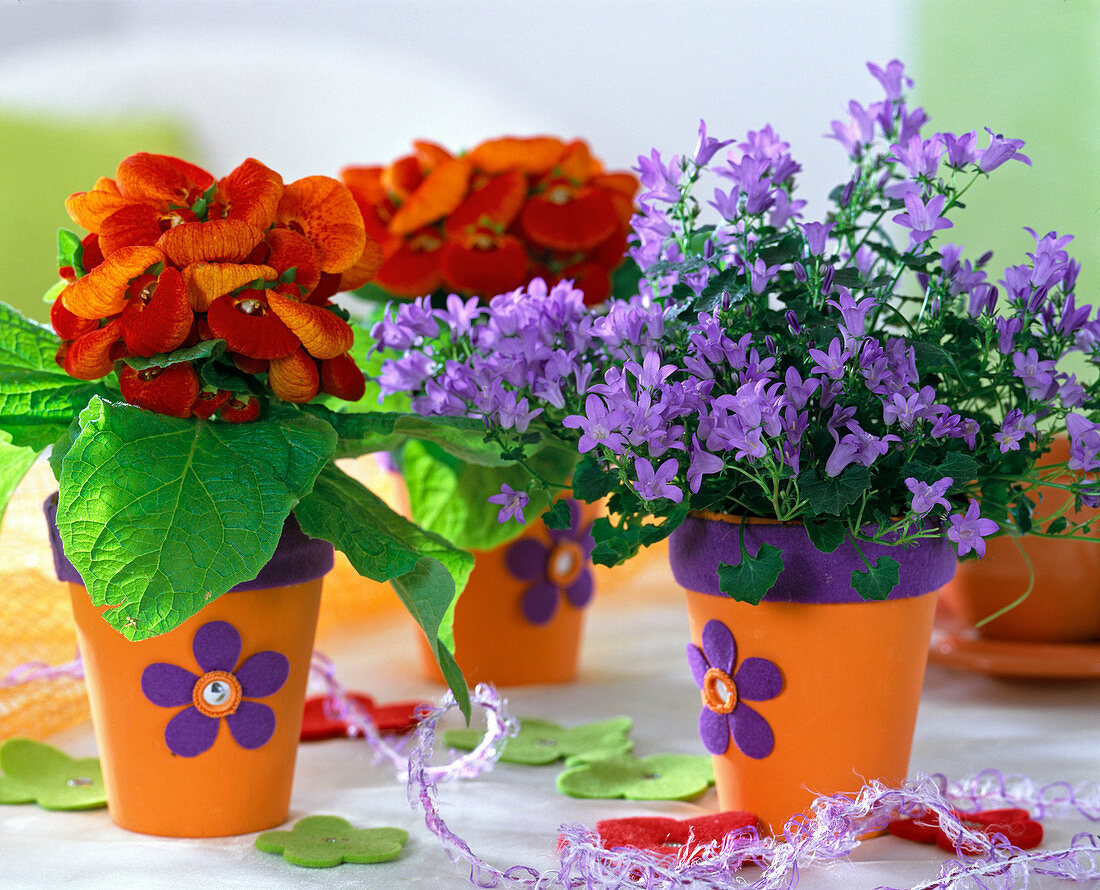 Calceolaria (Pantoffelblume), Campanula (Glockenblume)