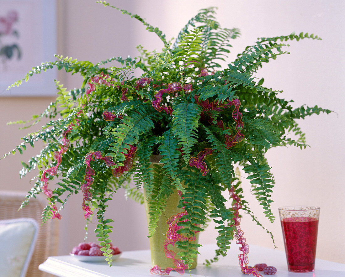 Nephrolepis 'Boston' (sword fern) in tall pot