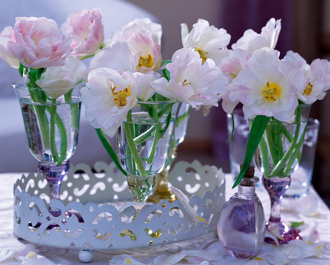 Tulipa 'Angelique' / Tulpen in Gläsern auf weißem Blechtablett
