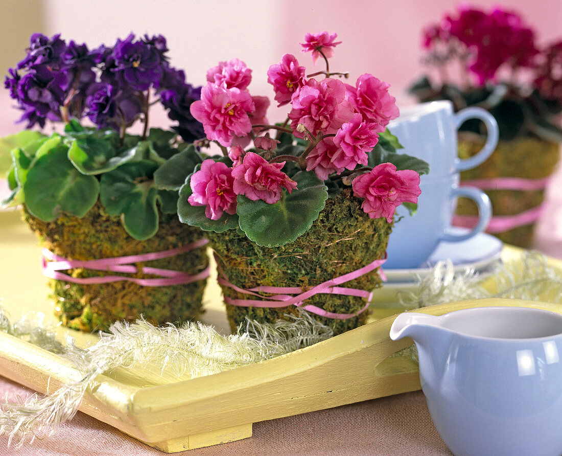 Saintpaulia ionantha (mini-African violet), pots in moss