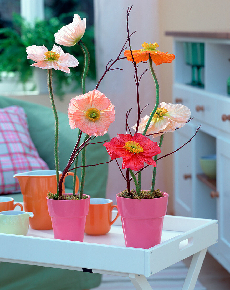 Papaver orientale (silk poppy), Cornus (dogwood branches)