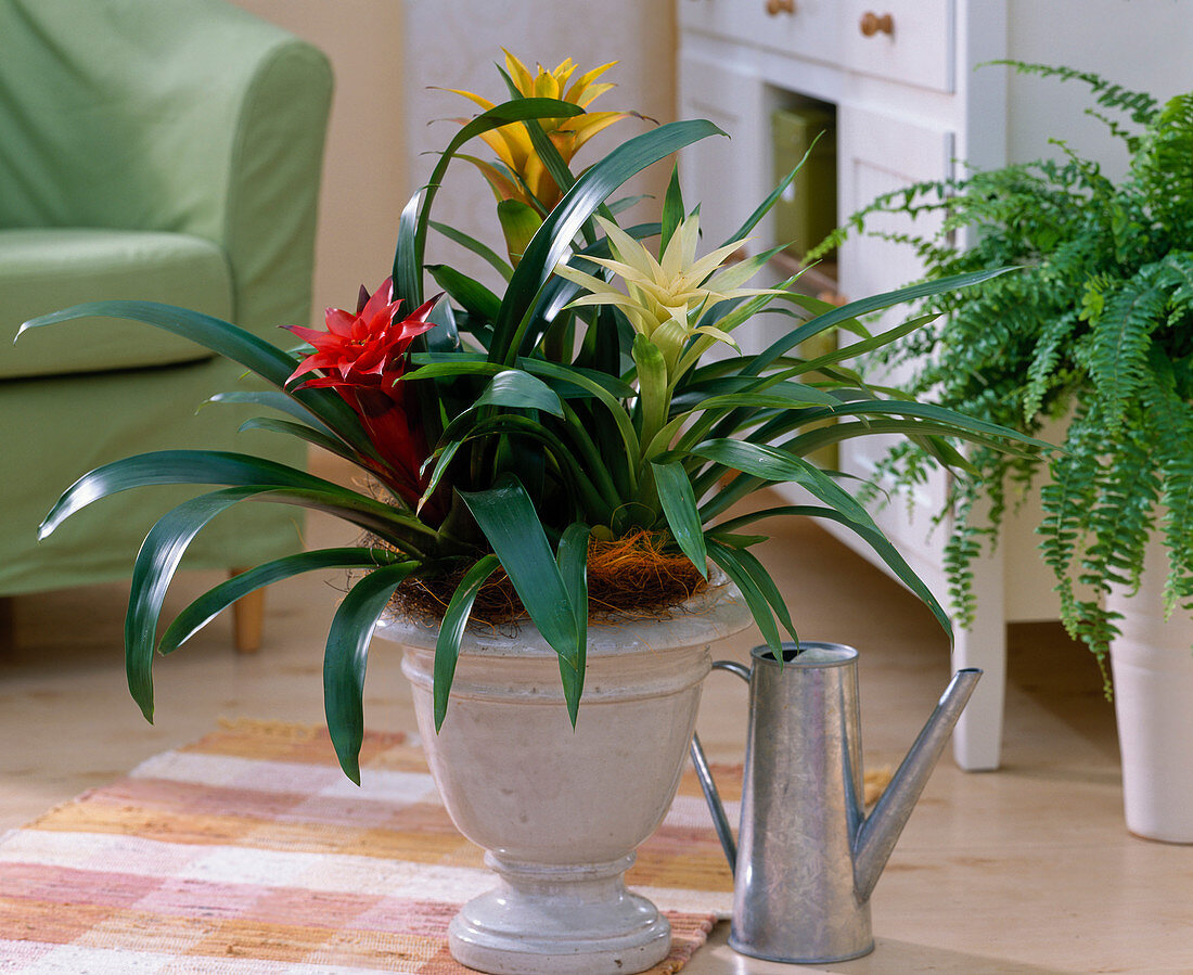 Guzmania 'Pax', 'Samba' and 'Jarico' (Guzmanie) white, yellow, red