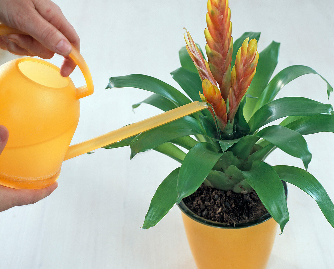 Vriesea 'Tiffany' for bromeliads always pour water into the flower funnel