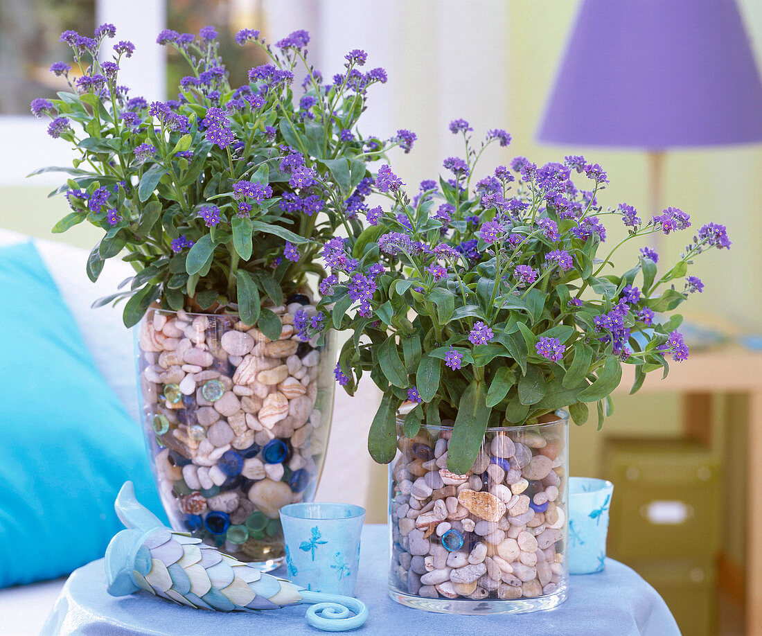 Myosotis 'Myomark' (forget-me-not) in jars