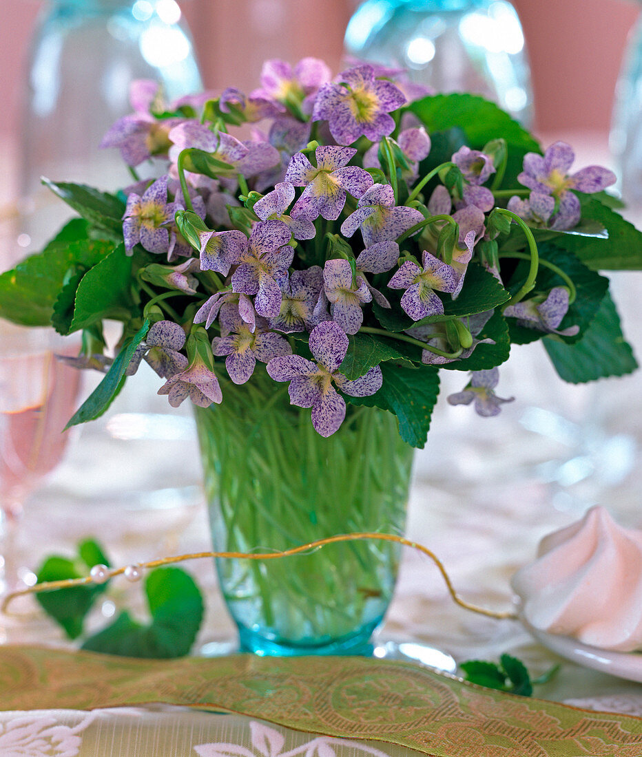 Viola sororia ' Freckles ' / Pfingstveilchen