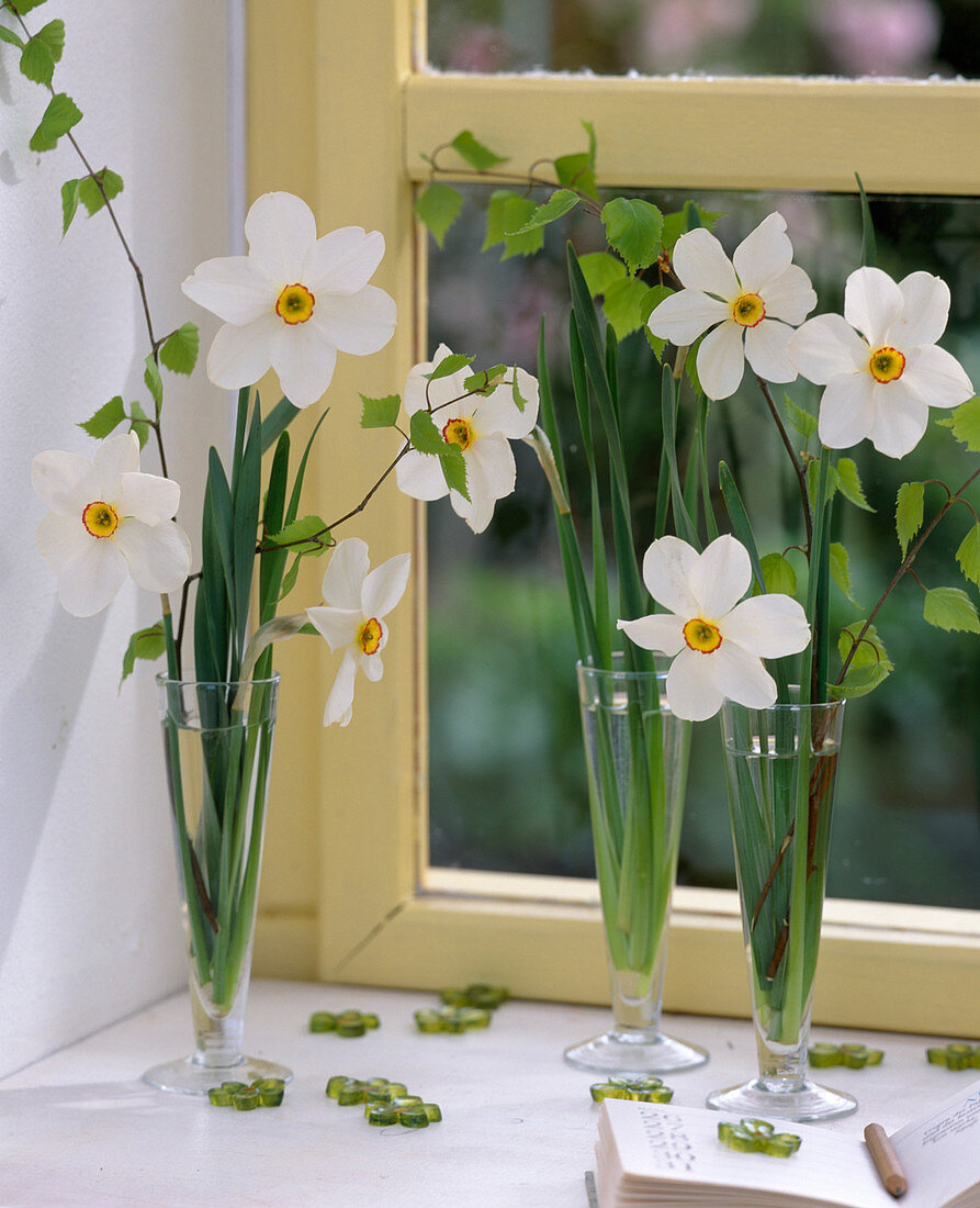 Narcissus poeticus (poet's daffodils), Betula (birch twigs)