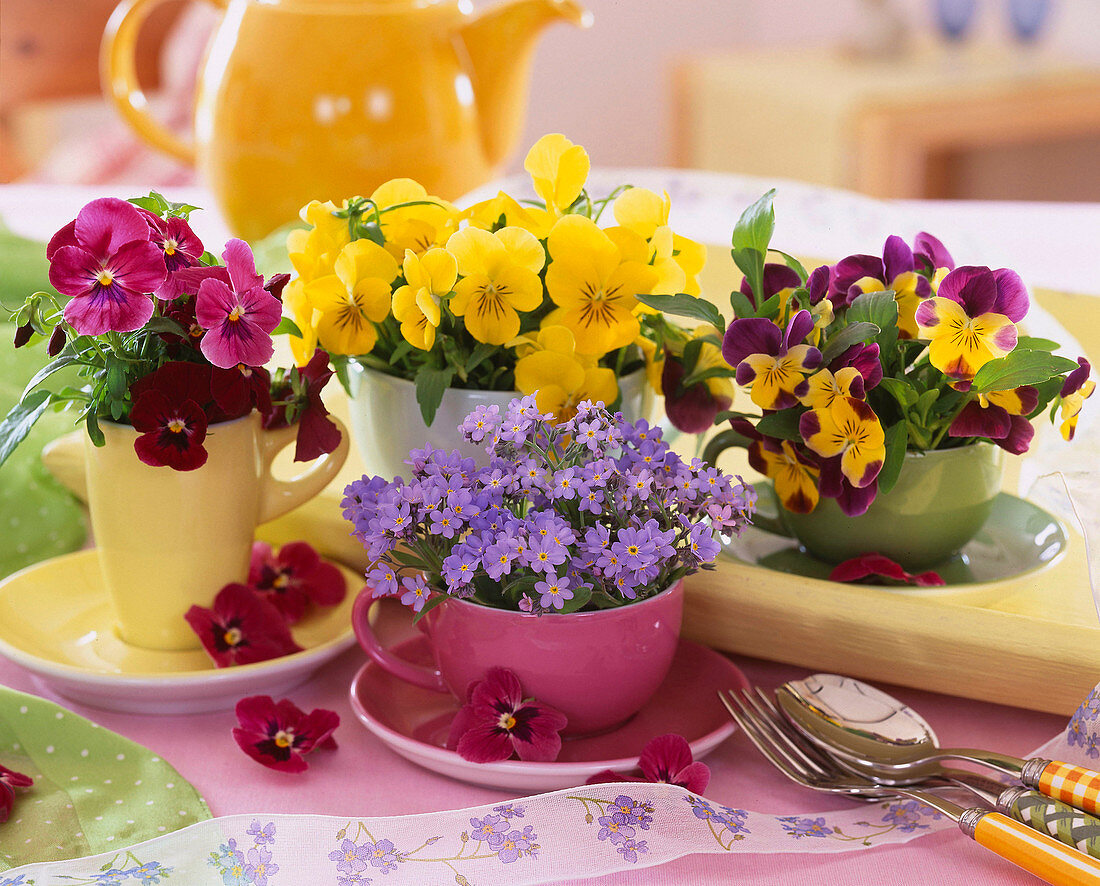 Viola cornuta (Horned violet red, yellow and bicoloured)