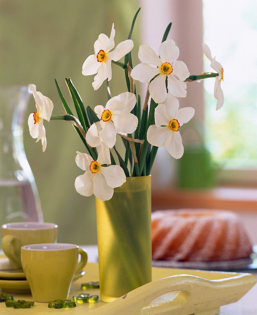 Narcissus poeticus (poet's daffodil)