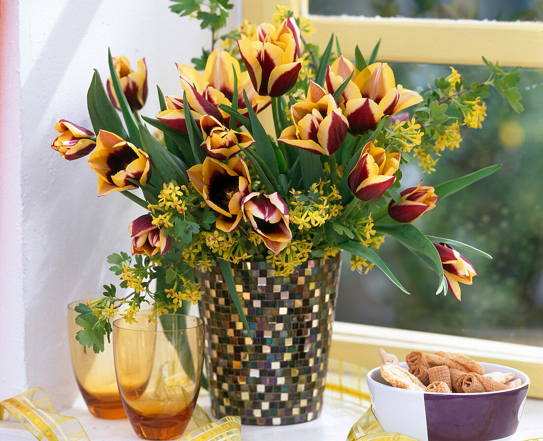 Tulipa 'Gavota' (Tulips, Ribes aureum (Gold currant)