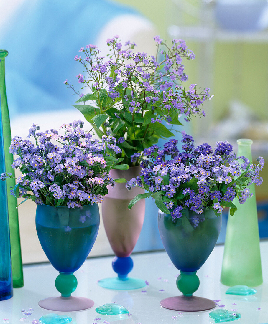 Myosotis (Forget-me-not), Brunnera macrophylla (Caucasian forget-me-not)