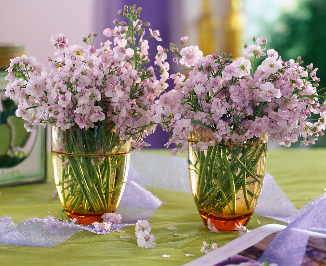 Cardamine pratensis 'Plena' (double meadowfoam)